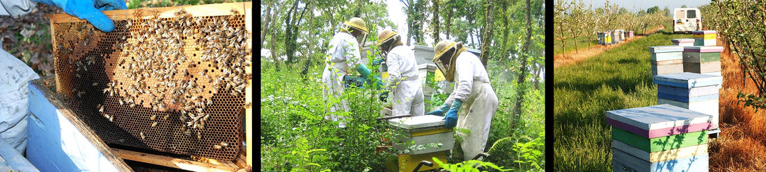 🍯 Le goût du terroir : un miel breton au cœur du pays malouin
